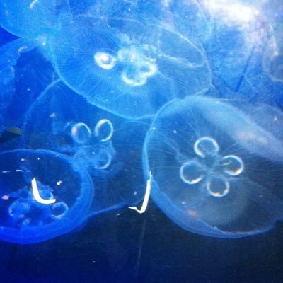 chri5tine5's profile picture. Rebel for Life