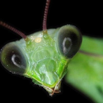 robattistela's profile picture. "Ora (direis) ouvir estrelas! Certo
Perdeste o senso!" (Olavo Bilac)