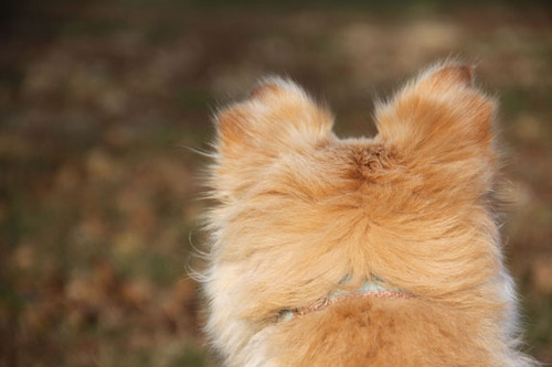 ahfurtography's profile picture. Pet and Child Photographers, Natural Light Photography, Freelance Photography