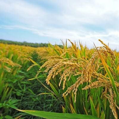 YAapJs1Am4gmnrA's profile picture. 