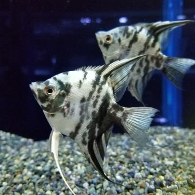 かねだい本町田店 観賞魚、爬虫両生類、小動物、用品部門