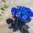 bluestones_Xri