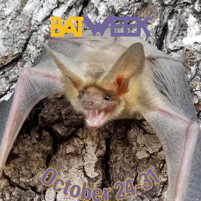 Wildlife rescue specializing in bats.  Education programs with live, non-releasable ambassadors.