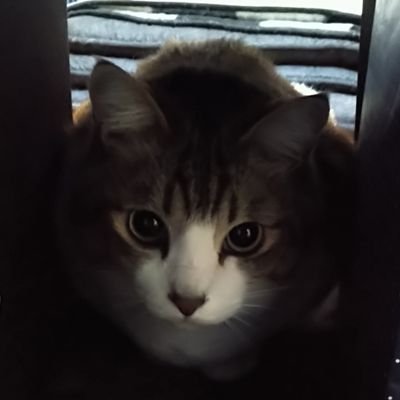 靑ちむさんのプロフィール画像