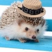 Queen_k1ng's profile picture. @koganefn   @harukiyoFN  @Wildhawk_