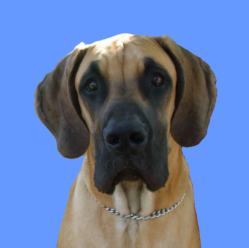 thefamousmoose's profile picture. Giant 180 lb Perpetual Puppy - Great Dane 3 years old