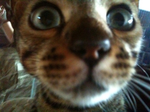 CaesarTheeGreat's profile picture. Bengal Cat livin' the good life in Las Vegas. They say Bengal Cats are psychologically damaged; I say What's your point? Don't be such a pussy!!!  Me-Ow!