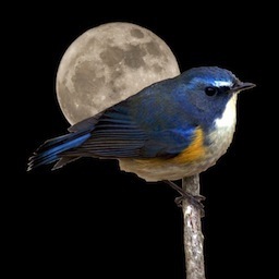 自然を愛する鳥とコンピュータの好きな還暦を越えた寅年のおじさん。野鳥、花、桜島などの写真を撮って投稿しています。コンピュータ関連のことをつぶやきます。誤入力・誤変換が得意です(^_^;
2023年4月から鹿児島に滞在中。