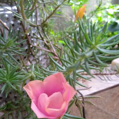 LedaGonalvesd12's profile picture. viver à vida