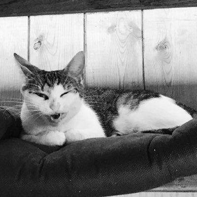 Mabel of Lockdown 1.0 - sassy rescue cat - proud teenage mum of kittens Mate, Biba & Bloom - street cat to duchess - Hackney born, Birmingham bred.