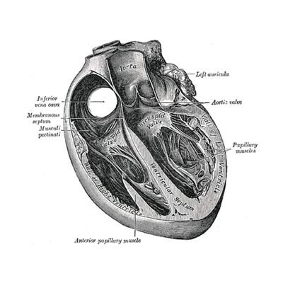 Mitrovalvology Profile Picture