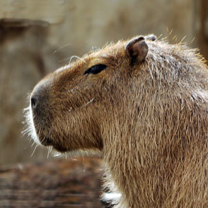 herrpaul's profile picture. 