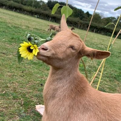 Alderbury Alpacas & Rare Breeds