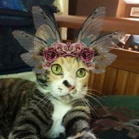 Sasha aka da SashieBear (@cat_queen_sasha) 's Twitter Profile