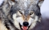 gorod33's profile picture. Люблю людей!