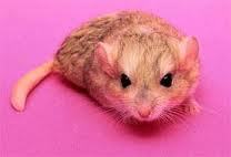 exoddesslim's profile picture. As a dedicated pet lover from young, i have been breeding small animals from young...i'm bringing you this site to share my experience with all you pet lovers..