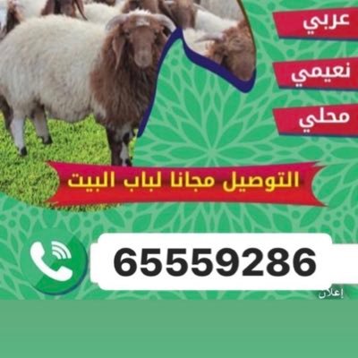 ذبايح العربي🇰🇼

خروف عربي نعيمي٠٠

٠
احجز ذبيحتك واستلمها بنفس اليوم
.رابط الواتساب بالاسفل