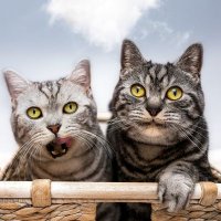 Balou&Neo.CAT(@NeoBalou) 's Twitter Profile Photo