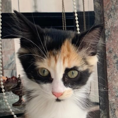 LentilhaAssada's profile picture. 🥰🍸🥤🍹🍷🛩️✈️🏝️