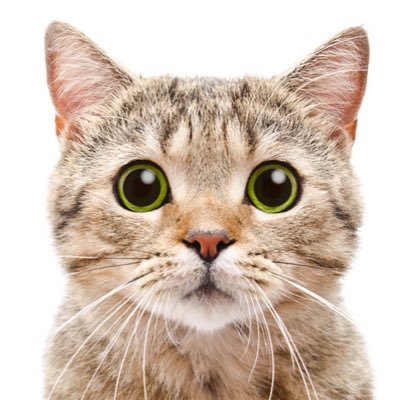 I'm supposed to tweet and retweet pics of cats with dilated pupils