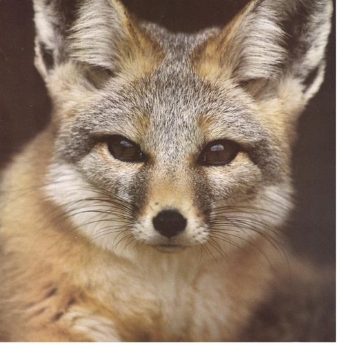 greyfoxxtweets's profile picture. chicken ranch security