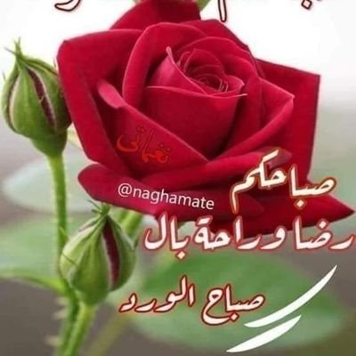 nagatalasawy's profile picture. موظفة