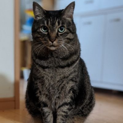 MrPoko6's profile picture. 20/10/15