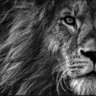 Blacklionm1's profile picture. Sharing learnings & experiences from the #Intune & #PowerPlatform community - as well as my story and how to create a career within IT. 🐧. Opinions are my own!