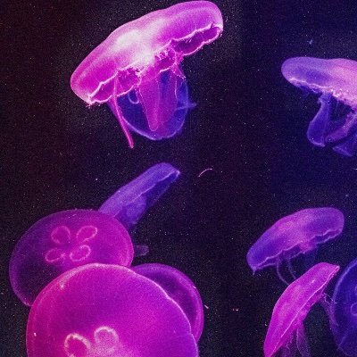 joy_hide's profile picture. converting oxygen into carbon dioxide on a daily basis