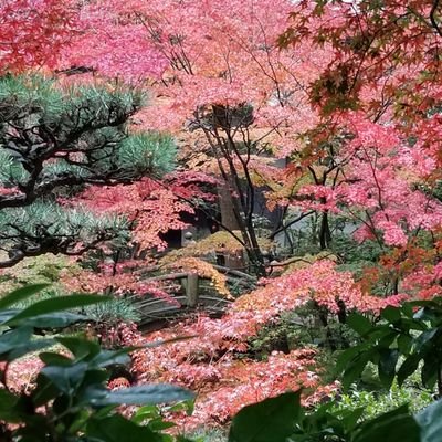 08KaK9XfJdWpjsG's profile picture. 共感してくれる人は少ないだろうけど、呟かせて