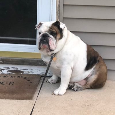 My life revolves around just being a mom to a son 16 and my 2 Eng Bulldogs which now will forever be my angels Moe 2/14/13 - 8/20/23 and Belle 1/7/15 - 6/5/23