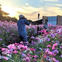 とら (@4mdjmr90k4sukxj) 's Twitter Profile Photo