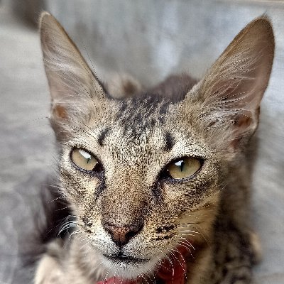 ramprasath26's profile picture. Just Human Ride It