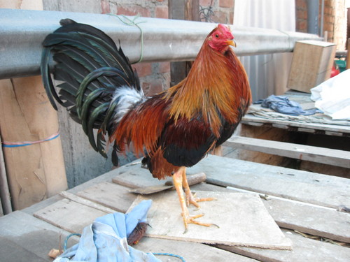 La crianza de los Gallos de A pico es una sensaciòn para mi, me gusta compartir las experiencias de los cruces.