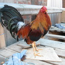 Alberto Salgado - @GalponPuntaFina - Twitter