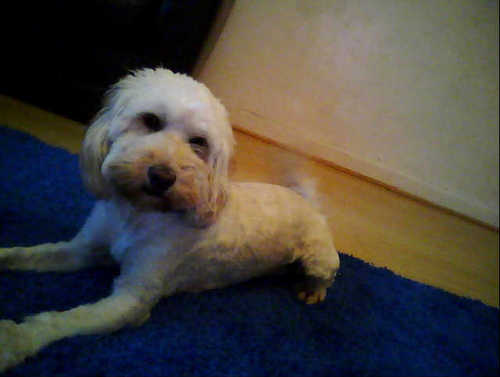 TessNeild's profile picture. I am a naughty blonde cockapoo puppy age 1 yrs old in dog years ( 7 in human) and i love people!