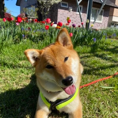 柴犬らいと 1t8bpdkrtu6fn0g Twitter 柴犬らいと 1t8bpdkrtu6fn0g Twitter