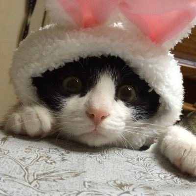 愛知県在住。現在、保護猫6匹と4人家族🐈 皆さま宜しくお願いします💕 お気軽にフォロー、RT大歓迎です!無言フォロー失礼します 。LINEスタンプ販売中https://t.co/1eg0xKePey #猫好きさんと繋がりたい #保護猫 #鉛筆画 #絵 #音楽鑑賞
