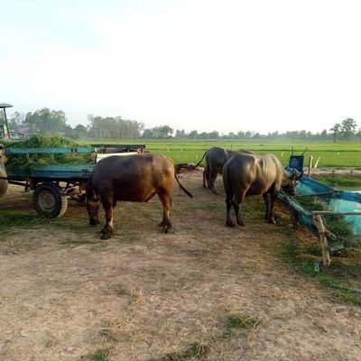 Fcav14's profile picture. 