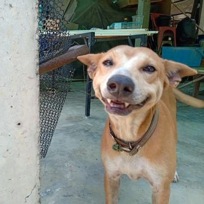 hKGYlahCORrlbVU's profile picture. 🐾