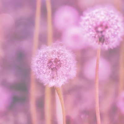 ⚜Hello, Svit (April 2022)さんのプロフィール画像