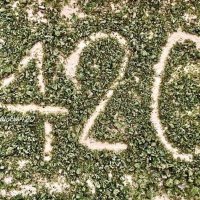 420 plug (@legitplugasap) 's Twitter Profile