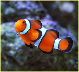 clownfishme's profile picture. 