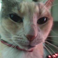 okku (@okkuow) 's Twitter Profile