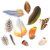 Ken Spelman Rare Books (Tony Fothergill) (@kenspelmanbooks) 's Twitter Profile Photo