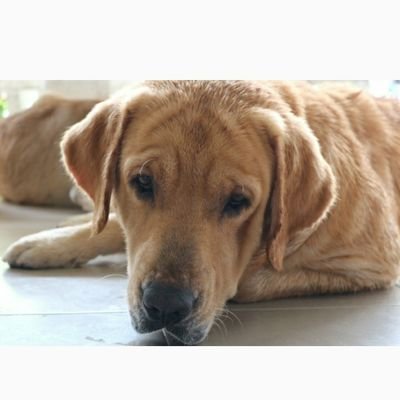 Tom321222's profile picture. 