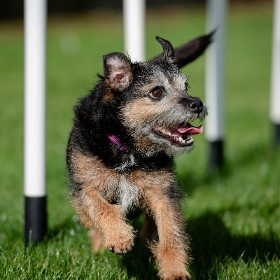 Energetic, good looking & fun, that's me! I'm a cross between a Border Terrier and a Parson Russell, and I'm a girl. 
Profile pic by @juliebee