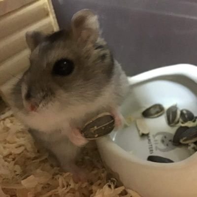 naminori_turtle's profile picture. 2020/10/25-
出版、お笑い、古典芸能、ももクロ、動物、そして人間愛