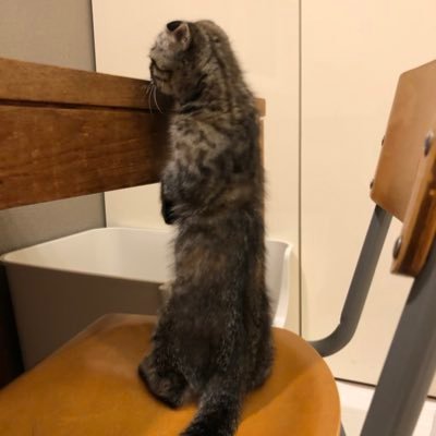 wWxDAkBwhVbes1V's profile picture. #고양이