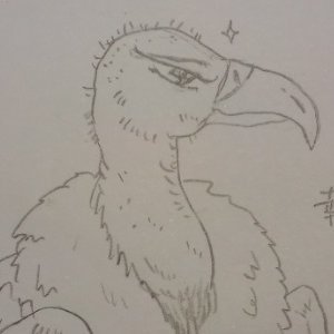 幸猫